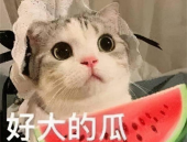 娱乐吃瓜喵不务正业版,揭秘明星不务正业背后的秘密