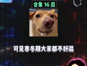 娱乐八卦开心吃瓜,明星们的甜蜜瓜田