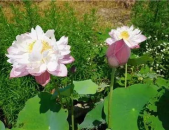 娱乐吃瓜君白莲花,娱乐吃瓜君的甜蜜诱惑